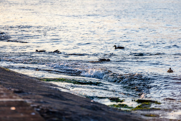 yaban ördekleri ile kayalık plaj - Fotoğraf, Görsel