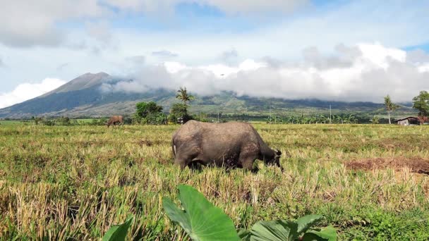 Tiro de un búfalo de agua pastando en el campo de arroz recién cosechado. Volcán activo Mt. Canlaon y aves locales que vuelan se pueden ver en el fondo
. - Imágenes, Vídeo