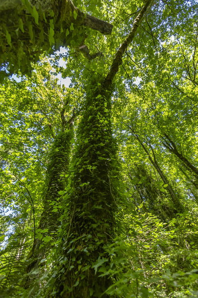 Grand strom s révy lezení terásky baldachýn v Washi - Fotografie, Obrázek