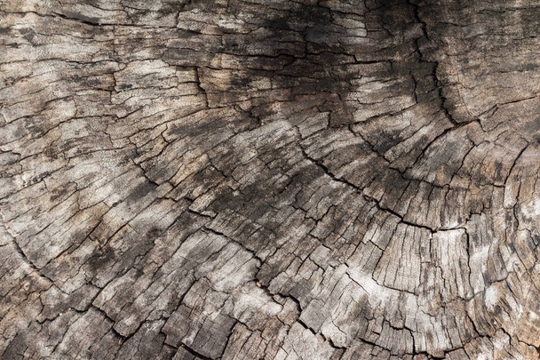 Cross section of wood bark texture - Φωτογραφία, εικόνα