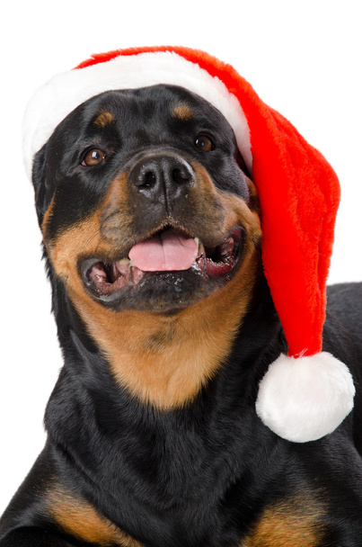 Santa Rottweiler - Photo, Image