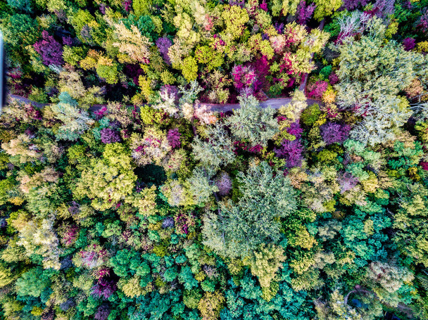 colourful autumn forest - Foto, immagini