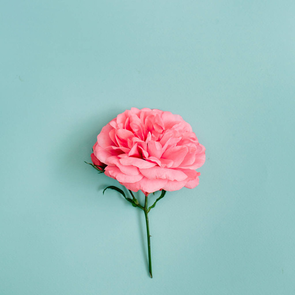 Güzel pembe gül çiçeği - Fotoğraf, Görsel