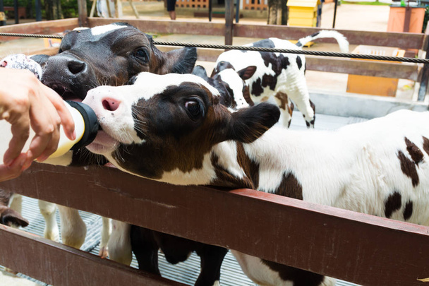Söpö pieni musta ja valkoinen lehmä tai vasikka syö tai juo maitoa
  - Valokuva, kuva