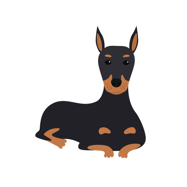 dog Doberman lies. Vector Illustration - Vector, Image