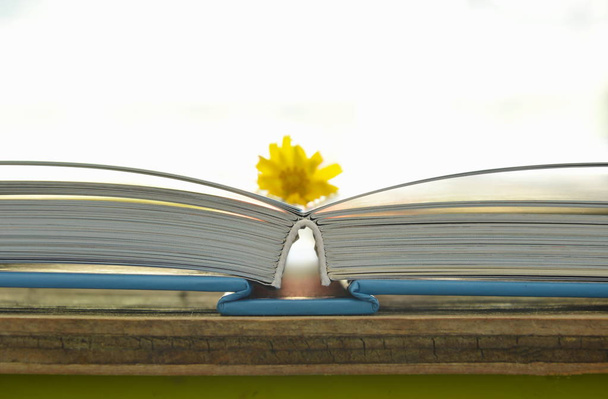  Tournesol mexicain jaune fleur tropicale sur les pages de livre
 - Photo, image
