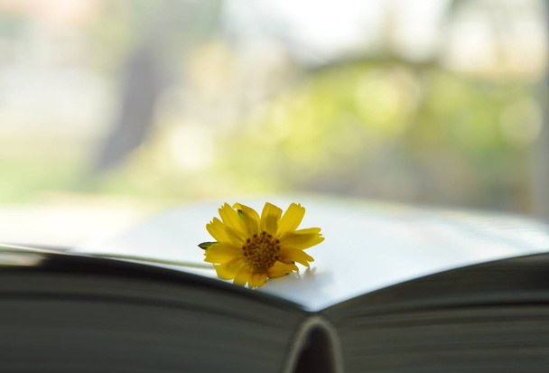  kadife çiçeği sarı tropikal çiçek kitap sayfalarında - Fotoğraf, Görsel