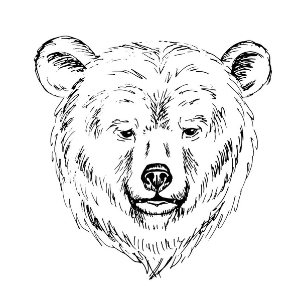 Schets door pen van een bear hoofd - Vector, afbeelding