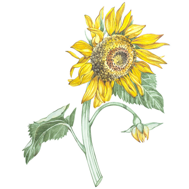 Illustration in watercolor of a Sunflowers. Floral card with flowers. Botanical illustration. - Photo, Image