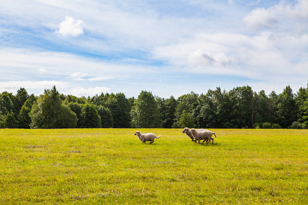 Schafe weiden auf einer schönen Wiese mit grünem Gras, Wald und bewölktem Himmel - Foto, Bild