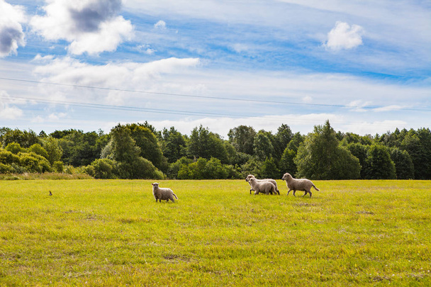 Schafe weiden auf einer schönen Wiese mit grünem Gras, Wald und bewölktem Himmel - Foto, Bild