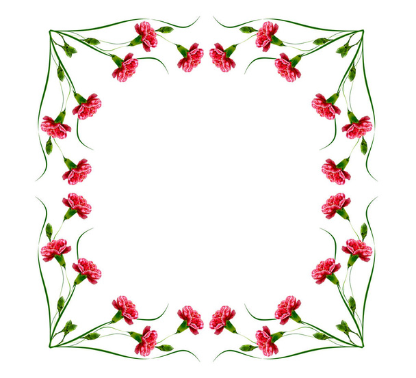 Colorful carnation flowers  - 写真・画像