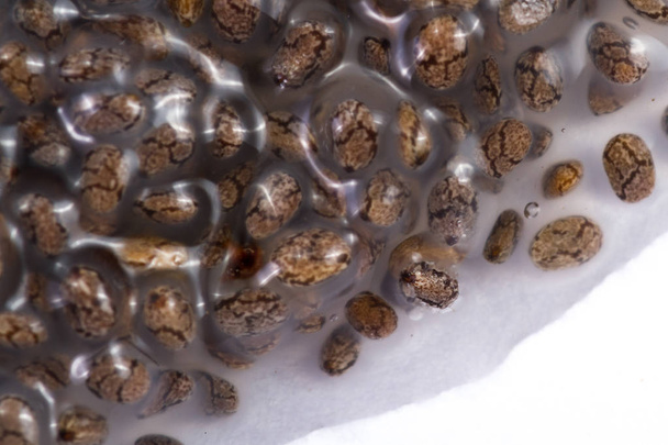 semillas de chía húmeda
  - Foto, imagen
