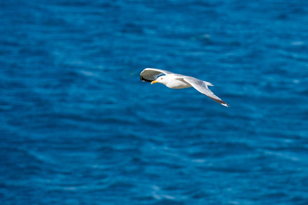 Pássaro voador de gaivota única com asas abertas no mar azul claro
 - Foto, Imagem