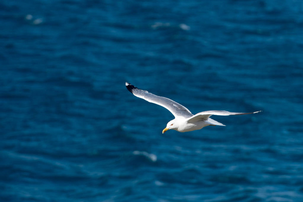 クリア ブルー海に開く翼を持つ鳥を飛んで 1 つのカモメ - 写真・画像