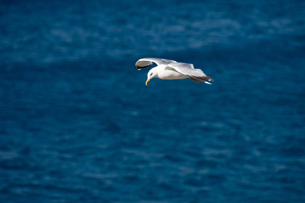 Oiseau volant à mouette unique avec ailes ouvertes sur une mer bleue claire
 - Photo, image