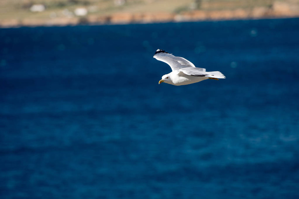 Pojedynczy Seagull lecącego ptaka z otwartego skrzydła na Clear Blue Sea - Zdjęcie, obraz