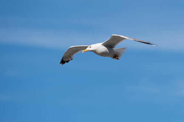 Single Seagull Flying Bird with Open Wings on Clear Blue Sky - Photo, Image