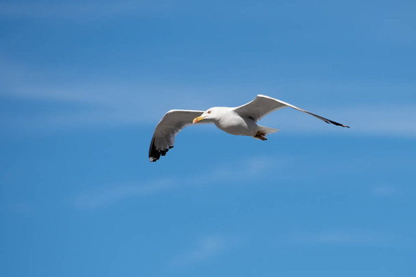Oiseau volant à mouette unique avec ailes ouvertes sur ciel bleu clair
 - Photo, image
