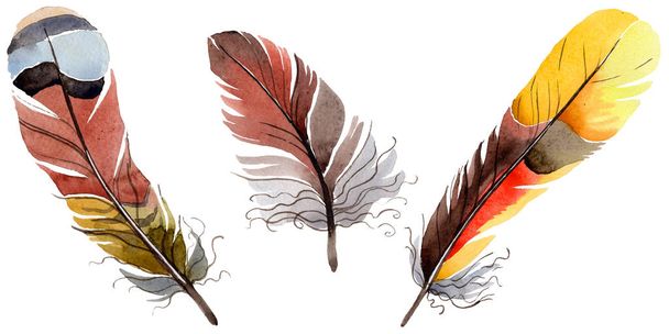 Acuarela pluma de pájaro de ala aislada
. - Foto, imagen
