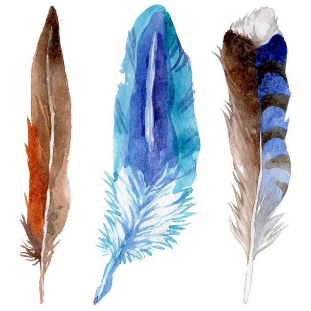 Akvarelu ptačí pírko z křídla, samostatný. - Fotografie, Obrázek
