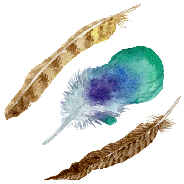 Watercolor bird feather from wing isolated. - Fotoğraf, Görsel