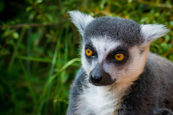 Wild lemur that is curious - Φωτογραφία, εικόνα
