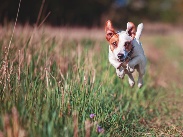 Dog running outdoors - Foto, immagini