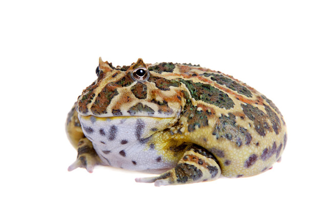 Cranwells horned frog isolated on white - Φωτογραφία, εικόνα