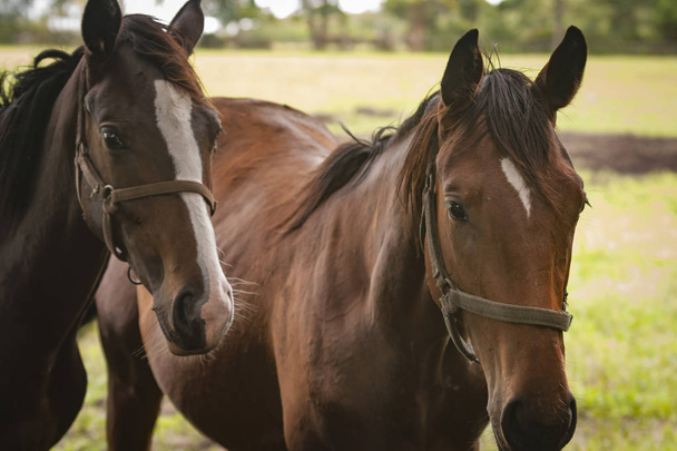 Closeup of Horses in an open grass field - Photo, Image