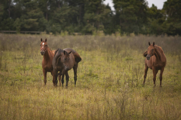 Horses in an open grass field - Φωτογραφία, εικόνα