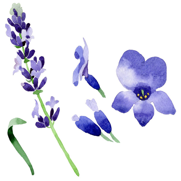 Wildflower lavender flower in a watercolor style isolated. - Φωτογραφία, εικόνα