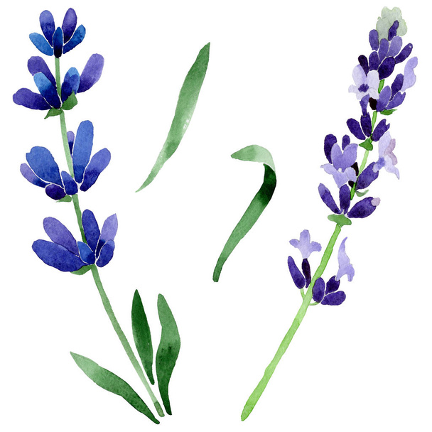 Wildflower laventeli kukka akvarelli tyyli eristetty
. - Valokuva, kuva