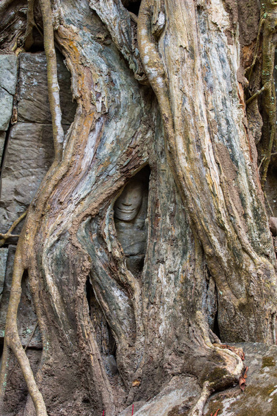 Ta Prohm Hidden Face insde árvore
 - Foto, Imagem