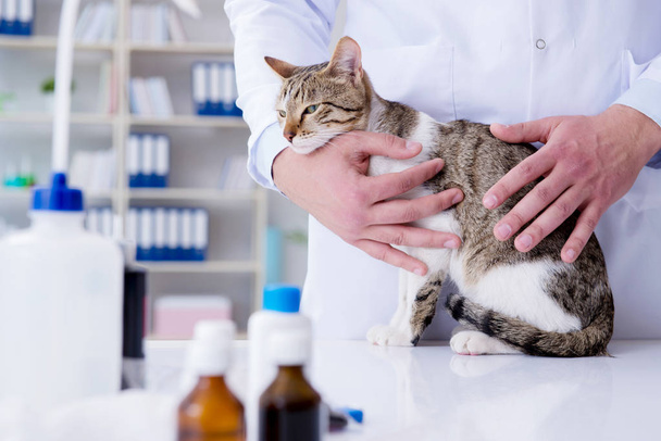Veterinario visitante de gato para chequeo regular - Foto, Imagen