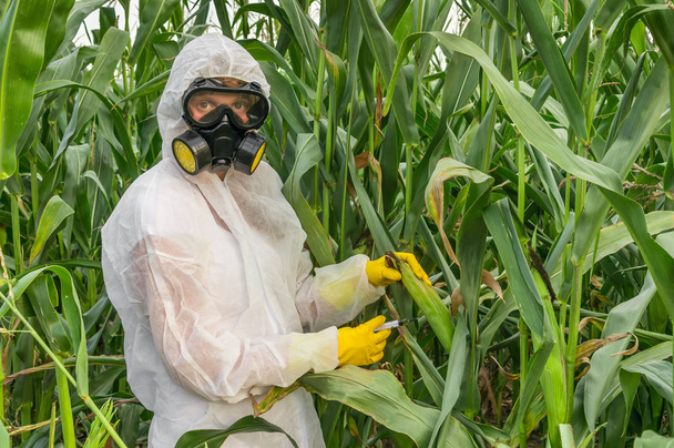 GMO scientist in coveralls genetically modifying corn (maize) - Foto, Bild