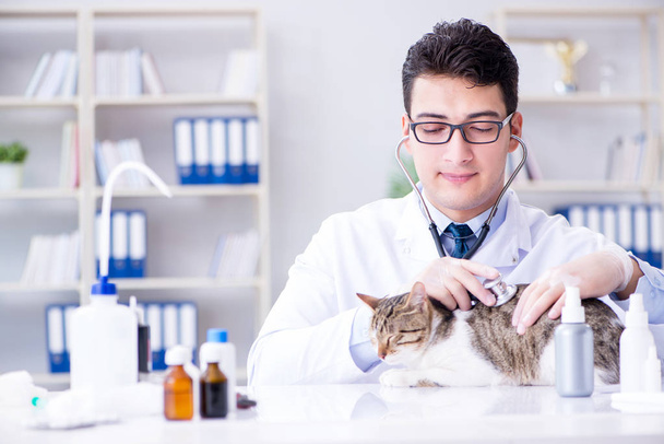 Chat visitant vétérinaire pour un contrôle régulier - Photo, image