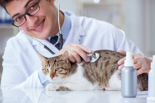 Cat visiting vet for regular checkup - Photo, Image