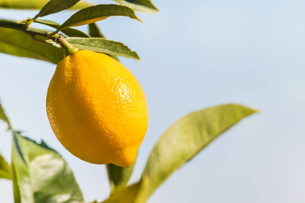 zralý citron na citroníku na pozadí modré oblohy se kopie prostoru - Fotografie, Obrázek