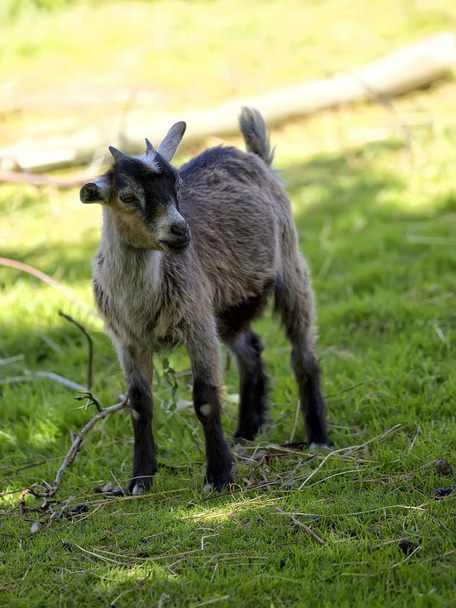 Молодой козел на поляне
  - Фото, изображение
