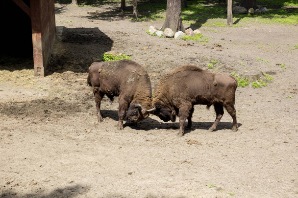 Dos bisontes dando cabezazos entre ellos
 - Foto, Imagen