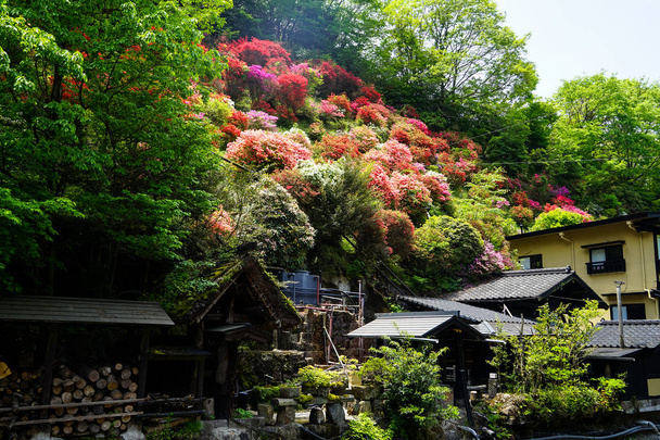 View of colorful blooming flowers upon hill, green trees and local houses on sunny day in Kurokawa onsen town - Photo, Image