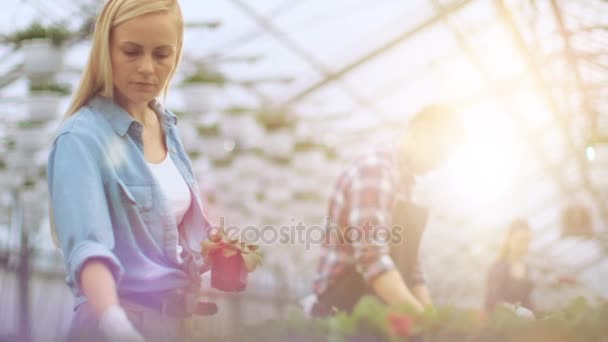 Feliz equipo de jardineros y agricultores organizando macetas en un soleado invernadero industrial
. - Imágenes, Vídeo