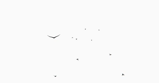 4k Aquila volante & silhouette uccelli
. - Filmati, video