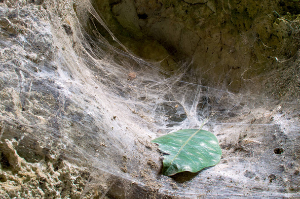 entonnoir tissage araignée profondément en Thaïlande
 - Photo, image