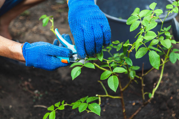 Hands in gloves cut shears shrub roses autumn day - Foto, imagen