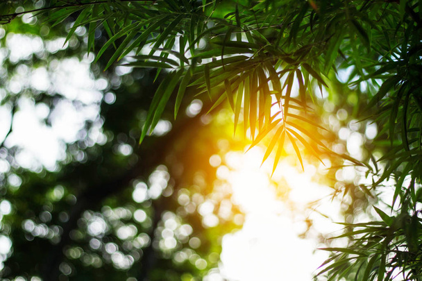 Güneş ışığı, bambu yaprakları. - Fotoğraf, Görsel