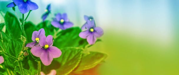 Printemps lumineux et coloré fleurs violettes. Fond floral
. - Photo, image
