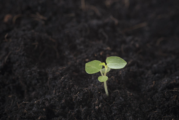 büyüyen bitki tohum tohum portre. hayat kavramı başlatma  - Fotoğraf, Görsel