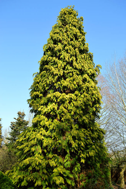 Thuja occidentalis havupuu
 - Valokuva, kuva